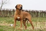 RODESIAN RIDGEBACK 073